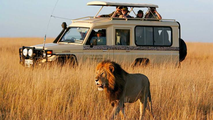 Serengeti National Park First-Time Travel Guide: Practical Safari Guide