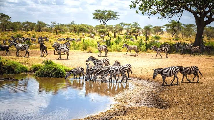 Serengeti National Park First-Time Travel Guide with practical safari tips for visitors