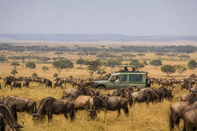 Serengeti National Park Luxury Travel Guide with practical safari tips and premium stays