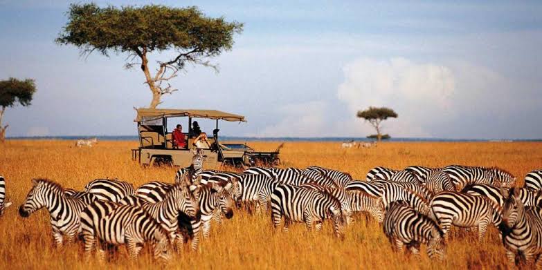 Serengeti National Park Travel Guide: Dry Season Experience