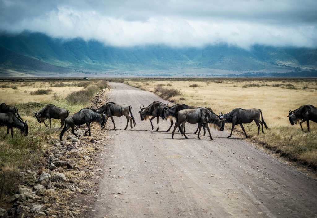 Serengeti and Maasai Mara Combined Safari: Planning Guide