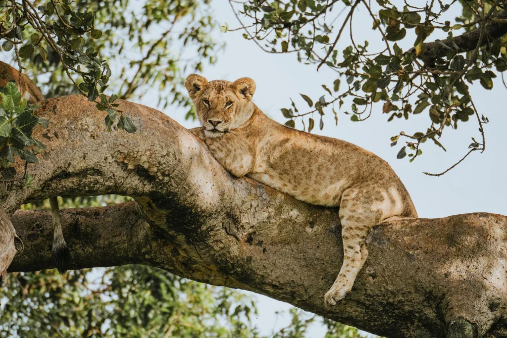 Serengeti and Maasai Mara Combined Safari: Suggested Itinerary