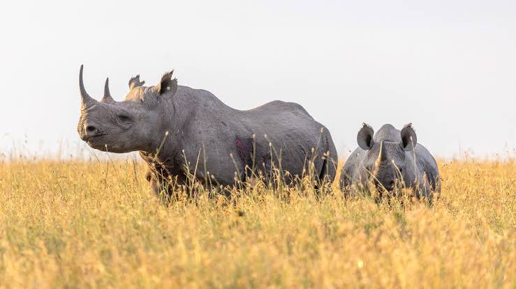 Tanzania and Kenya Family Safari: Best Time and Seasons