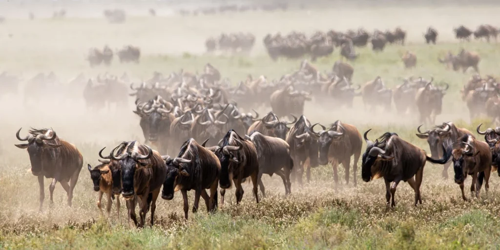 Tanzania and Kenya Great Migration Safari: Best Time and Seasons