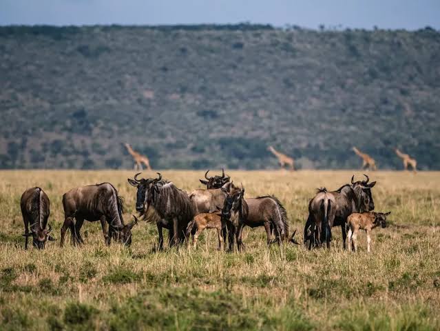 Tanzania and Kenya Great Migration Safari: Costs and Budget Planning