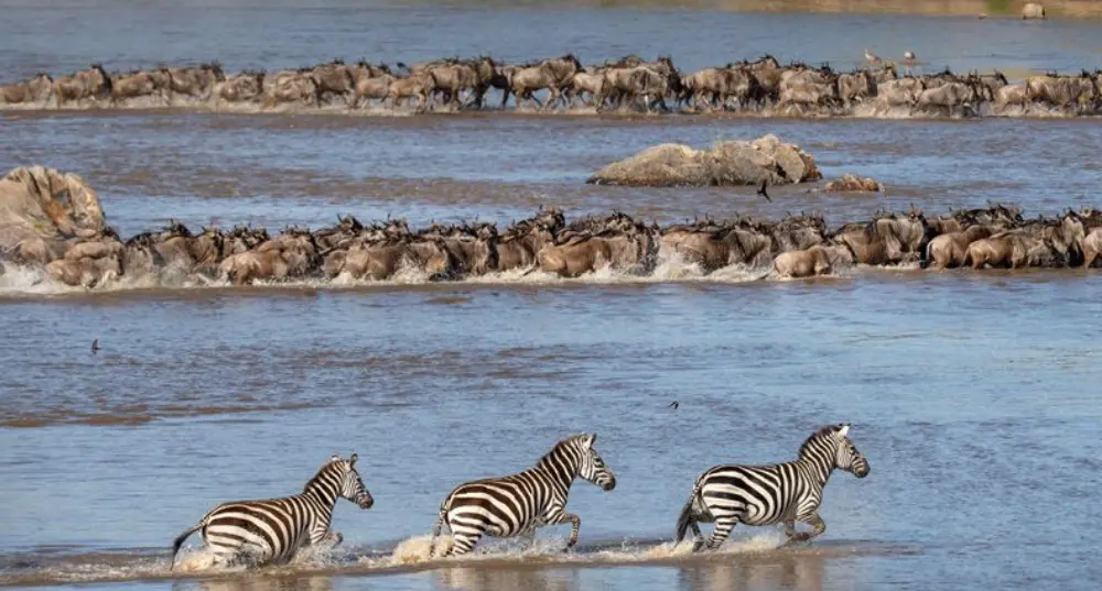 Tanzania and Kenya Great Migration Safari: First-Time Visitor Guide