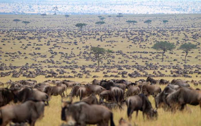 Tanzania and Kenya Great Migration Safari: Planning Guide