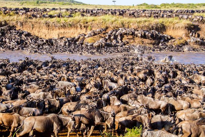 Tanzania and Kenya Great Migration Safari: Suggested Itinerary