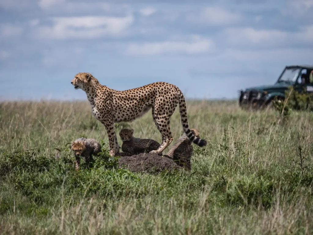 Tanzania and Kenya Luxury Safari: Best Time and Seasons