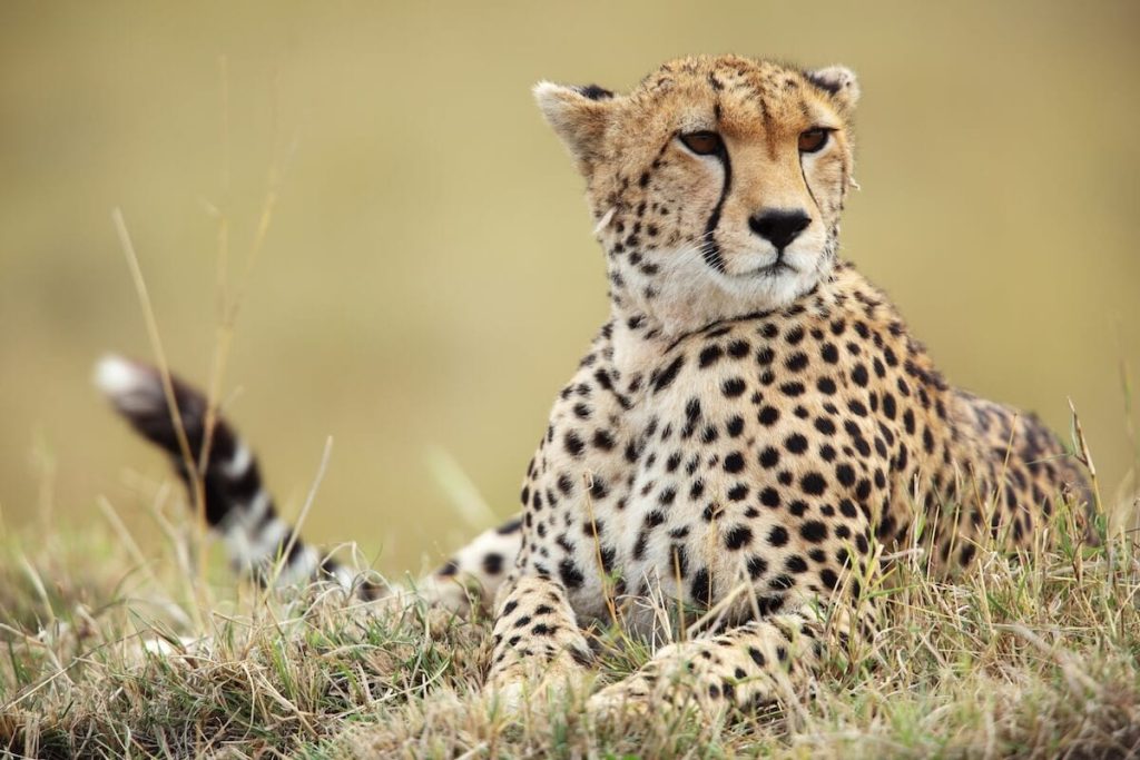 Tanzania vs Kenya Safari: Best Time and Seasons