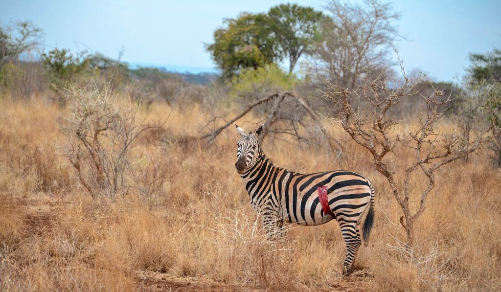 Tanzania vs Kenya Safari: Costs and Budget Planning
