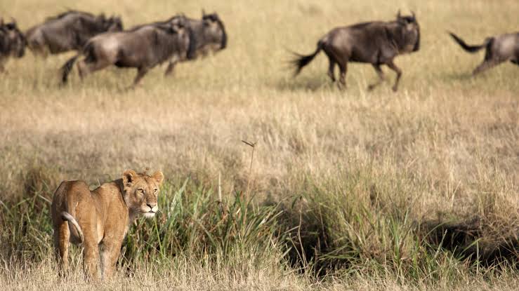 Tanzania vs Kenya Safari: First-Time Visitor Guide