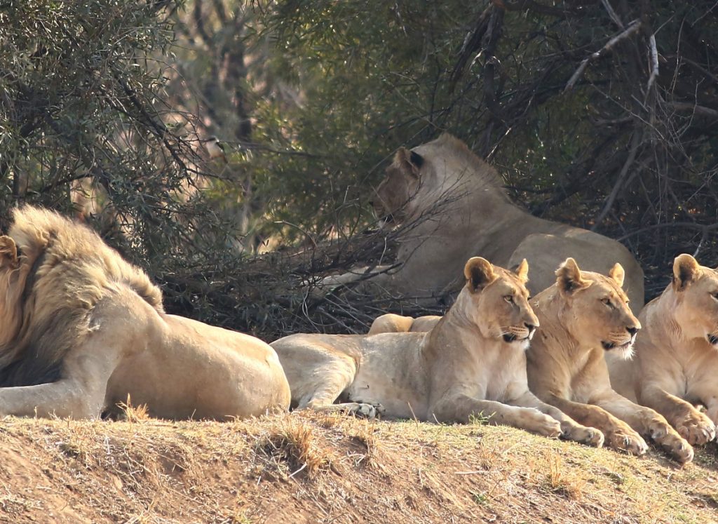 Tanzania vs Kenya Safari: Planning Guide
