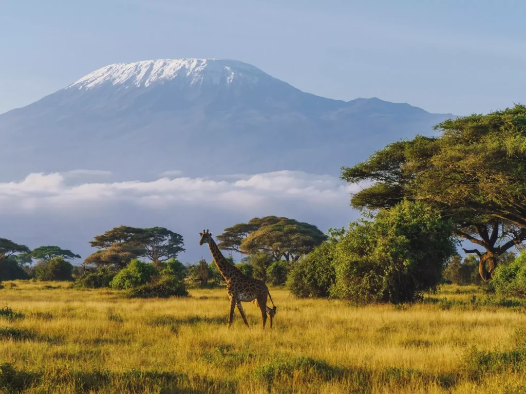 Two-Country East Africa Safari: First-Time Visitor Guide