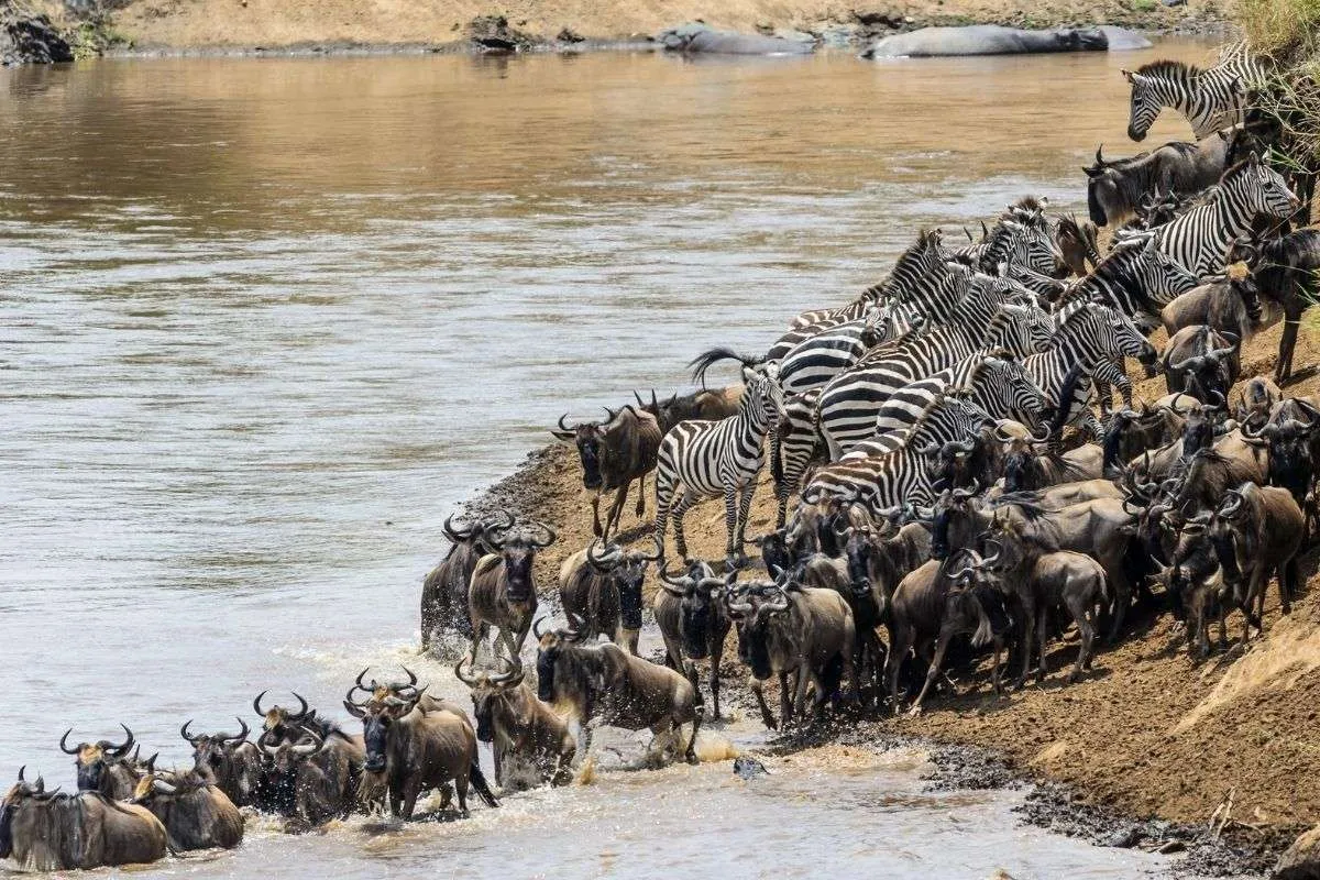 Two-Country East Africa Safari First-Time Visitor Guide for Wildlife Culture and Adventure