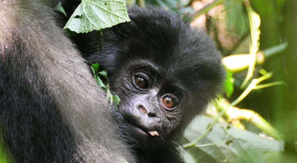 What Is Included in the Rwanda $1500 Gorilla Trekking Permit?