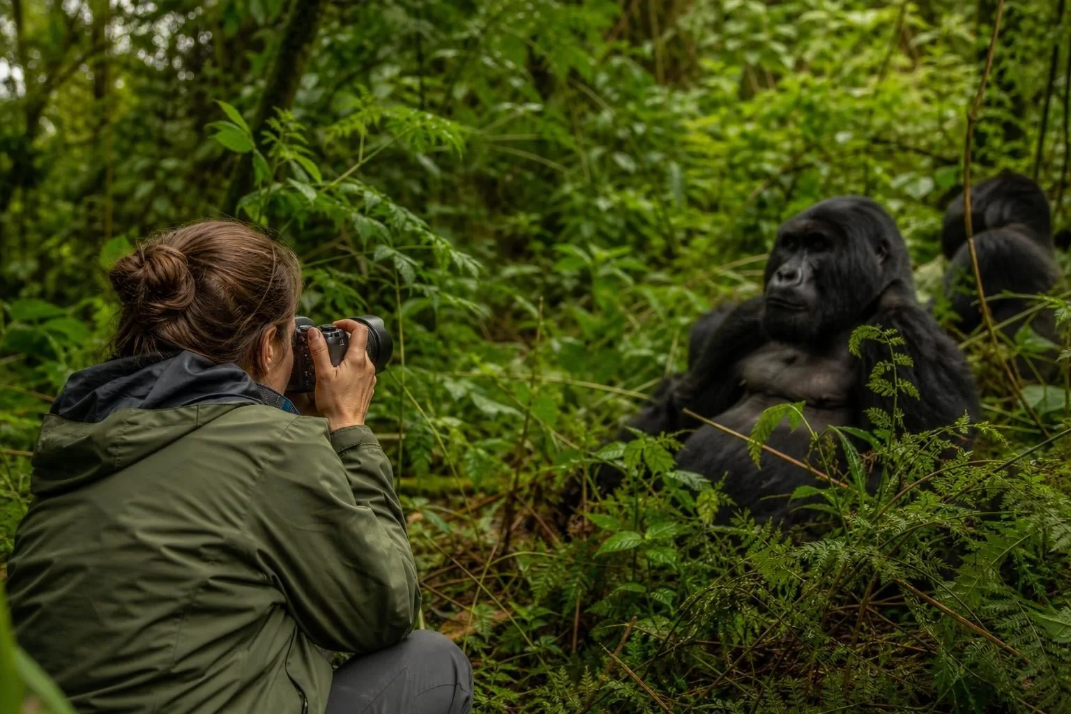 Rwanda $1500 gorilla trekking permit covering park entry, guides, tracking, and gorilla viewing experience