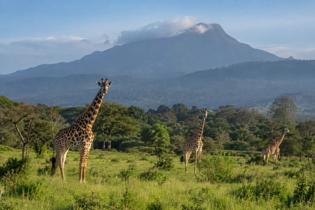 Giraffes on lush grassland with forest and distant Mount Meru