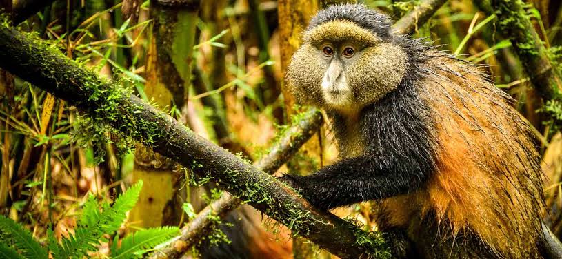 Can I Do Golden Monkey Trekking in the Same Day as Gorilla Trekking in Rwanda?