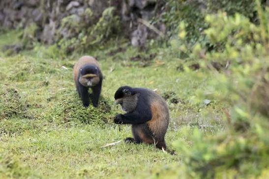 Can I Do Golden Monkey Trekking in the Same Day as Gorilla Trekking in Rwanda?