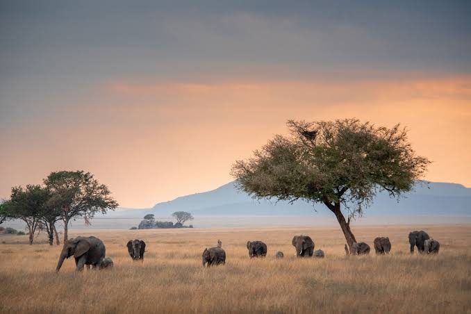 Planning Serengeti National Park Green Season Experience with lush landscapes and wildlife