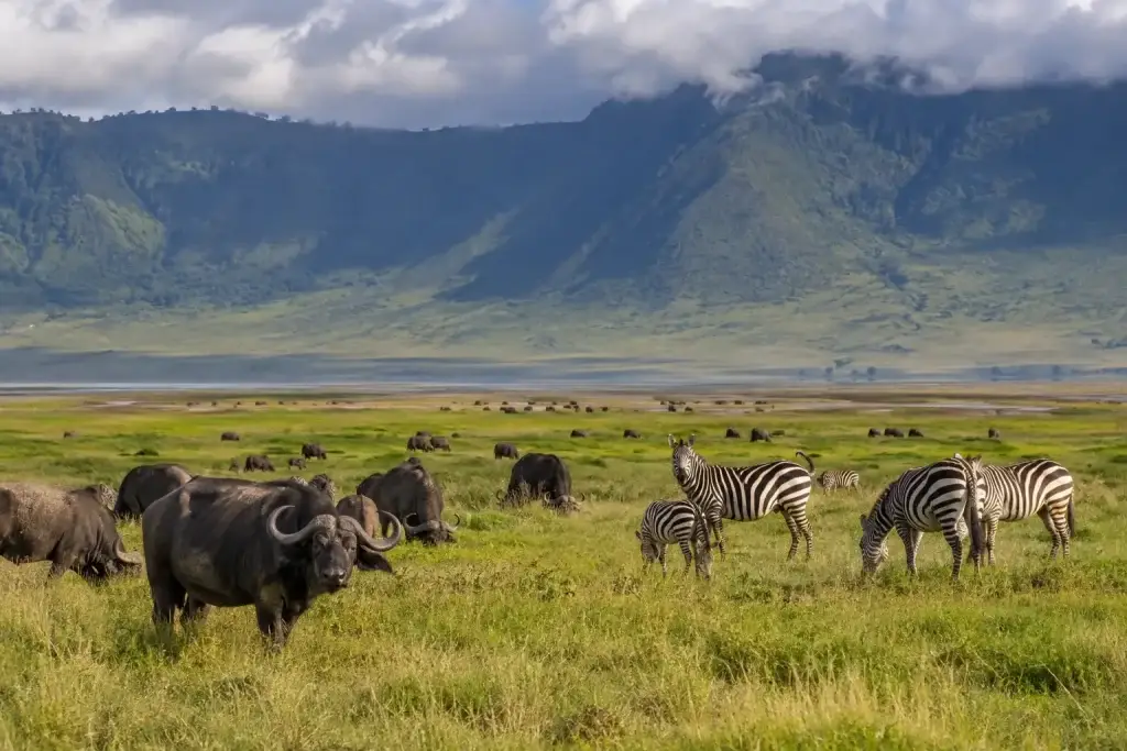 Buffalo and zebras on a broad crater grassland floor