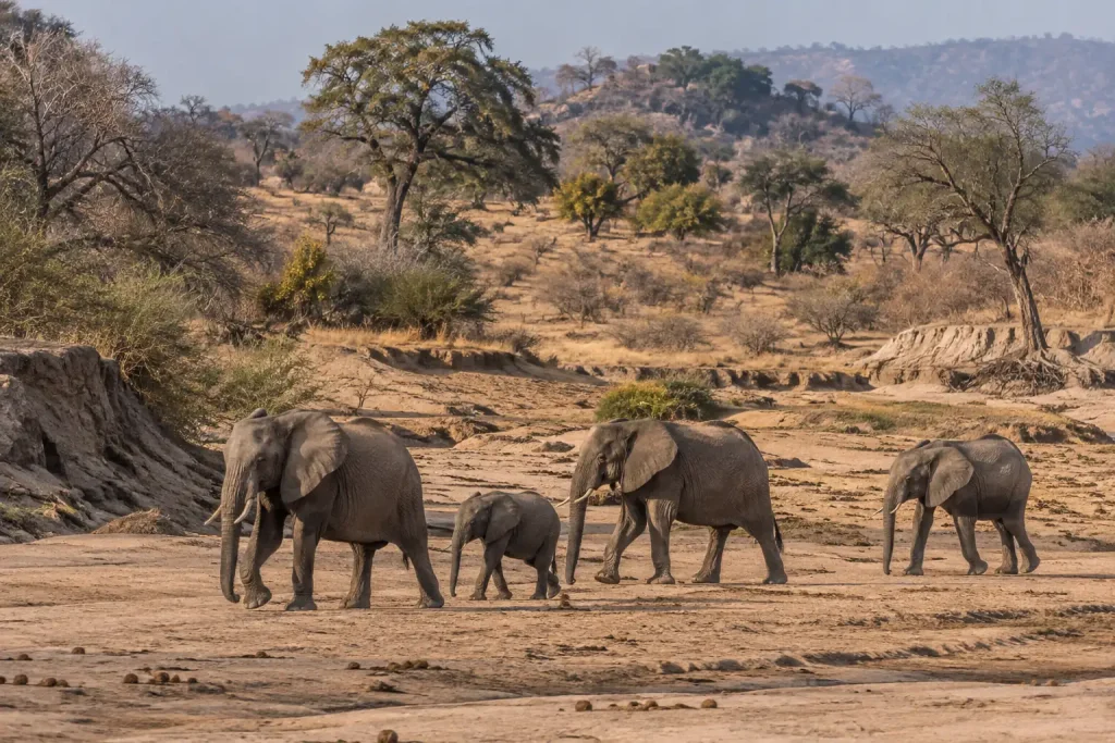 Elephants in a dry riverbed with rugged savannah and scattered trees