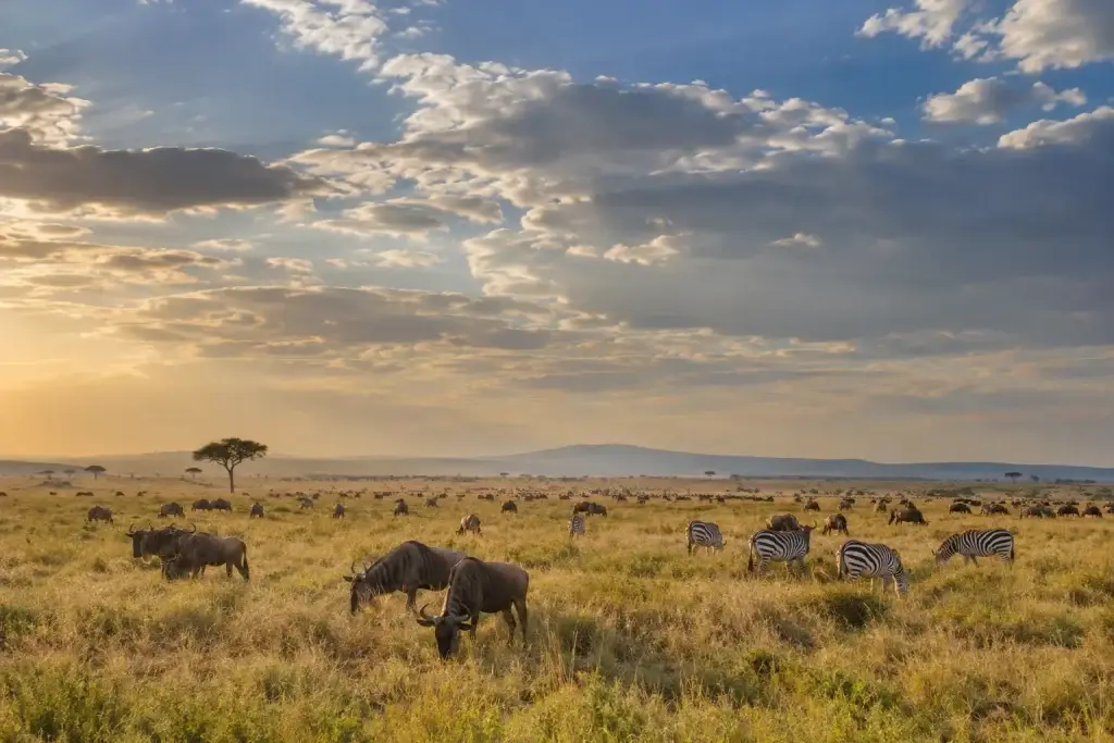 Wildebeest and zebras spread across open grassland under an enormous sky