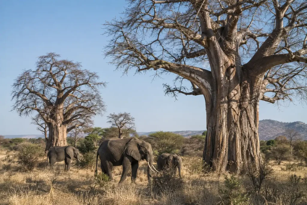 Elephants beneath large baobab trees in dry savannah