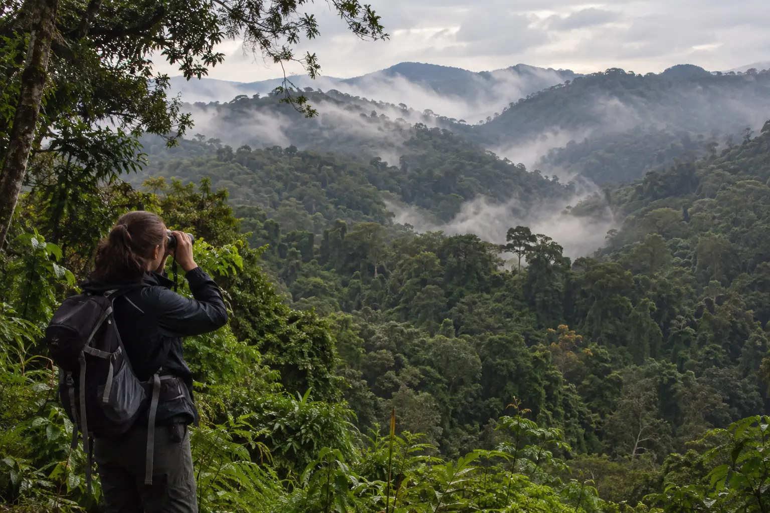 Forested hills at Bwindi in Uganda